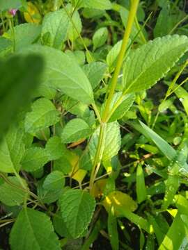 Image of Salvia prunelloides Kunth