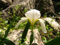 Image of Iris furcata M. Bieb.