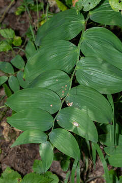 Image of Polygonatum odoratum var. odoratum