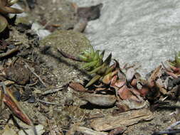 Image of San Gabriel River dudleya