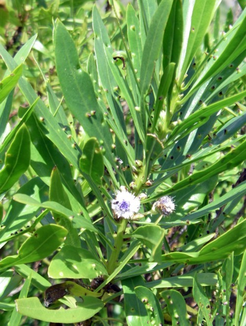 Globularia salicina (rights holder: Brbol)