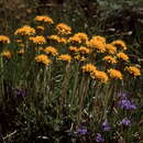 Image of Jacobaea carniolica (Willd.) Schrank