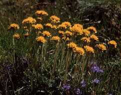 Image of Jacobaea carniolica (Willd.) Schrank