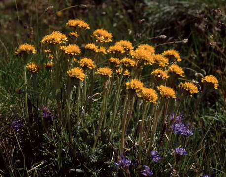 Jacobaea carniolica (Willd.) Schrank的圖片