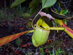 Image of Fanged pitcher plant