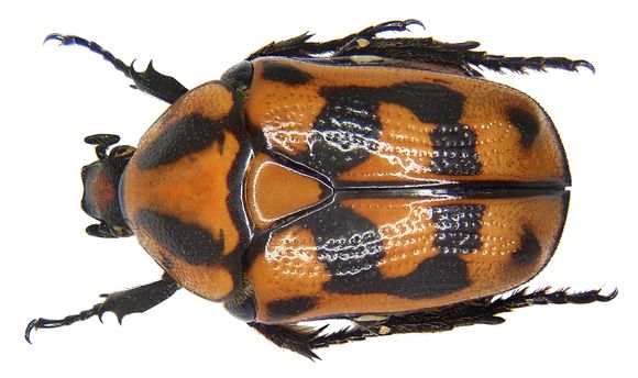 Image of <i>Pachnoda interrupta</i> (Olivier 1789)