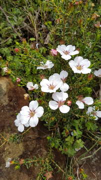 Image of Adenandra uniflora (L.) Willd.