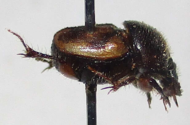 Image of Onthophagus suffusus Klug 1855