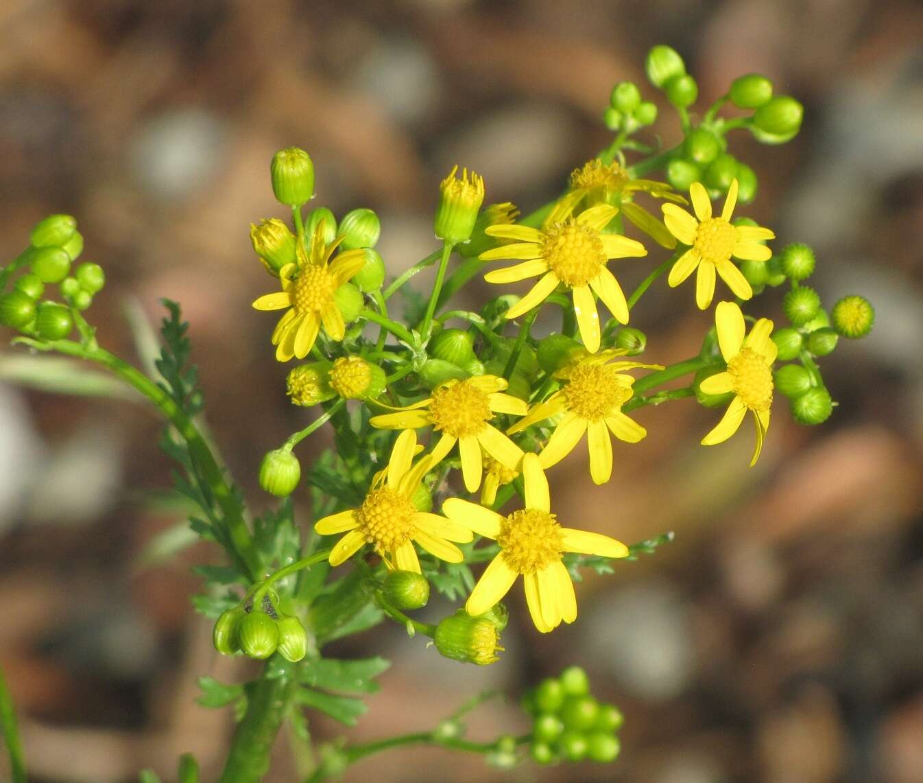 Image of Small's ragwort