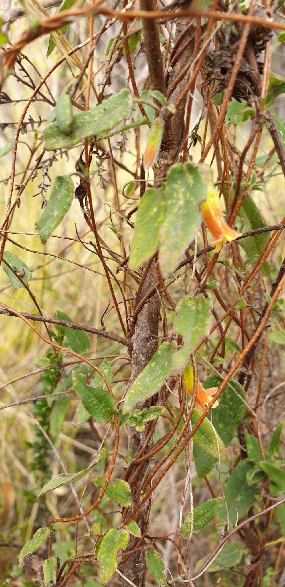 Image de Marianthus bignoniaceus F. Müll.