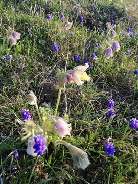 Image of Pulsatilla violacea subsp. georgica (Rupr.) Luferov