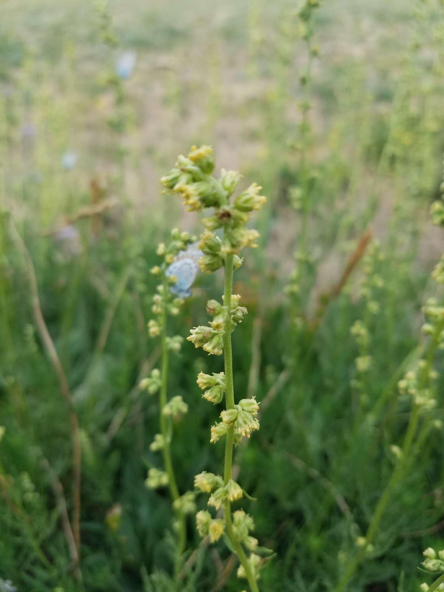 Image of Michaux's wormwood