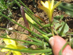 Image of Romulea flava var. flava