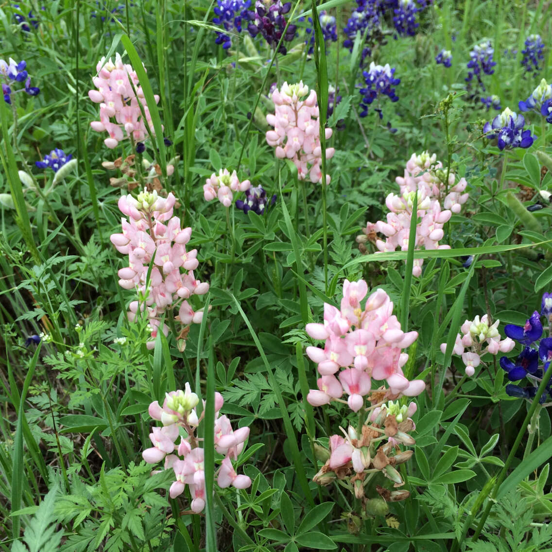 Image of Texas lupine