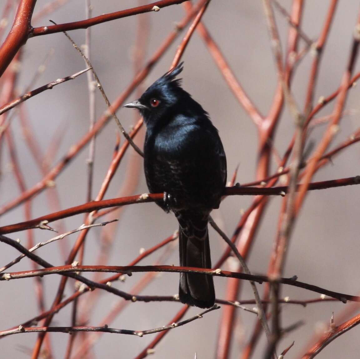 Image of Phainopepla Baird & SF 1858