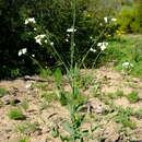 Image de Heliophila amplexicaulis L. fil.