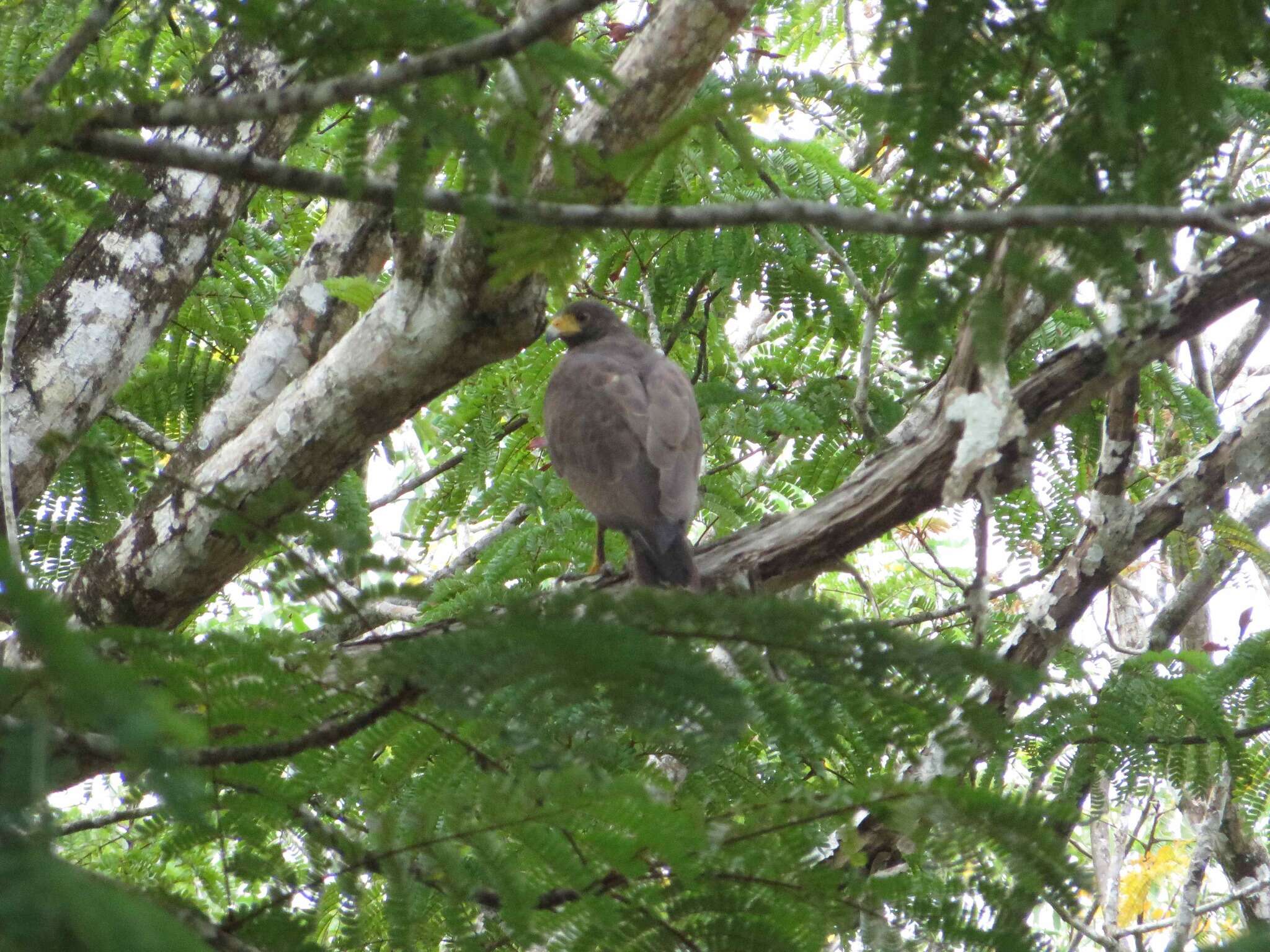 Image of Rufous Crab Hawk