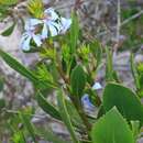 Image of Scaevola angustata R. C. Carolin