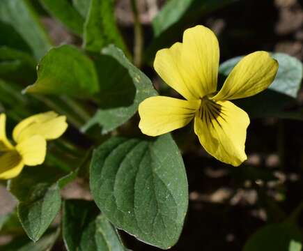 Image of canary violet