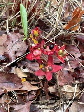 Image of Ochna leptoclada Oliv.