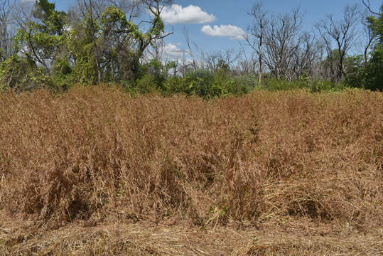 Image of kangaroo grass