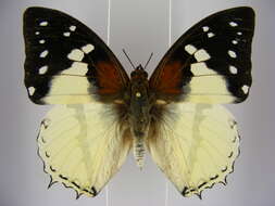 Image of Charaxes hadrianus Ward 1871