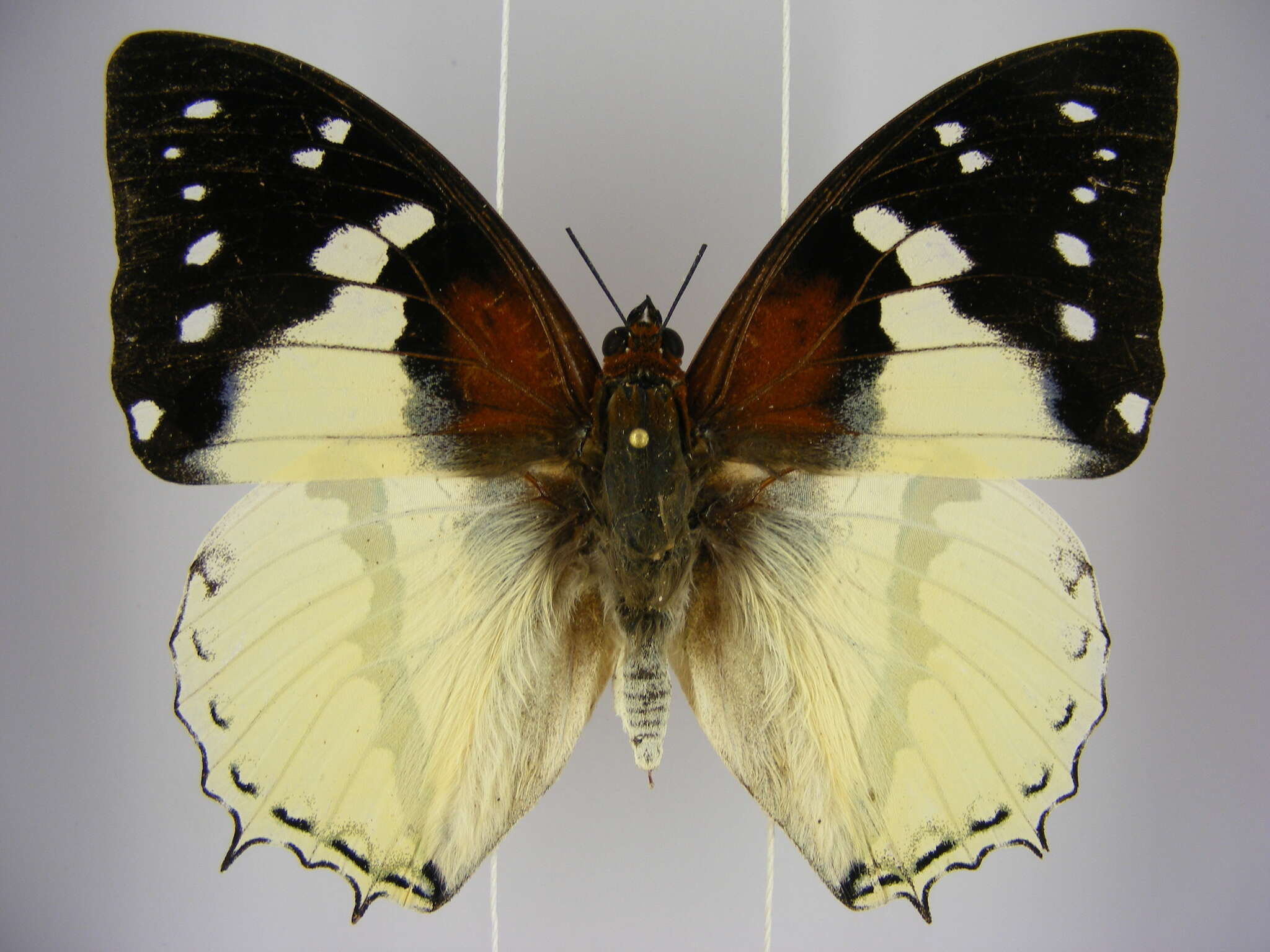 Image of Charaxes hadrianus Ward 1871