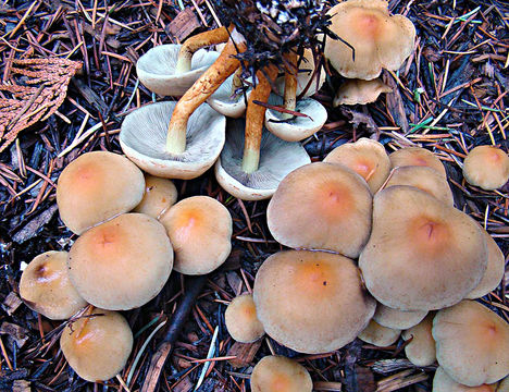Image of <i>Hypholoma capnoides</i> (Fr.) P. Kumm. 1871