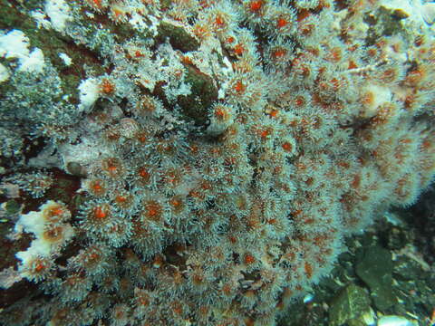 Image of Strawberry anemones