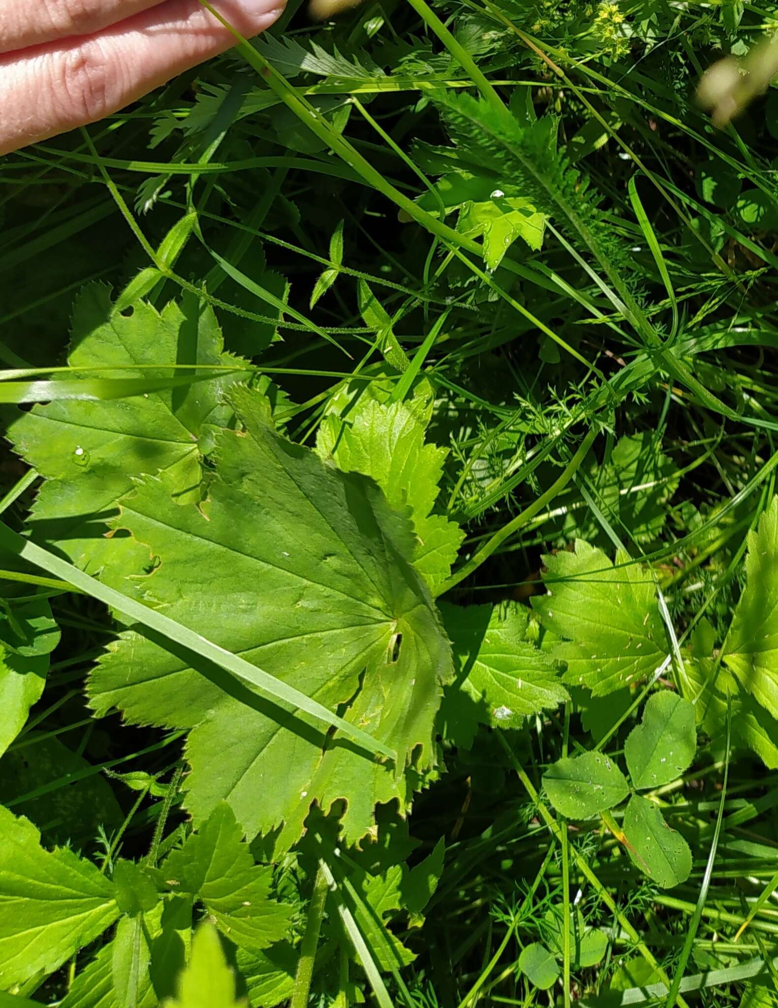 Image of Alchemilla baltica Sam. ex Juz.