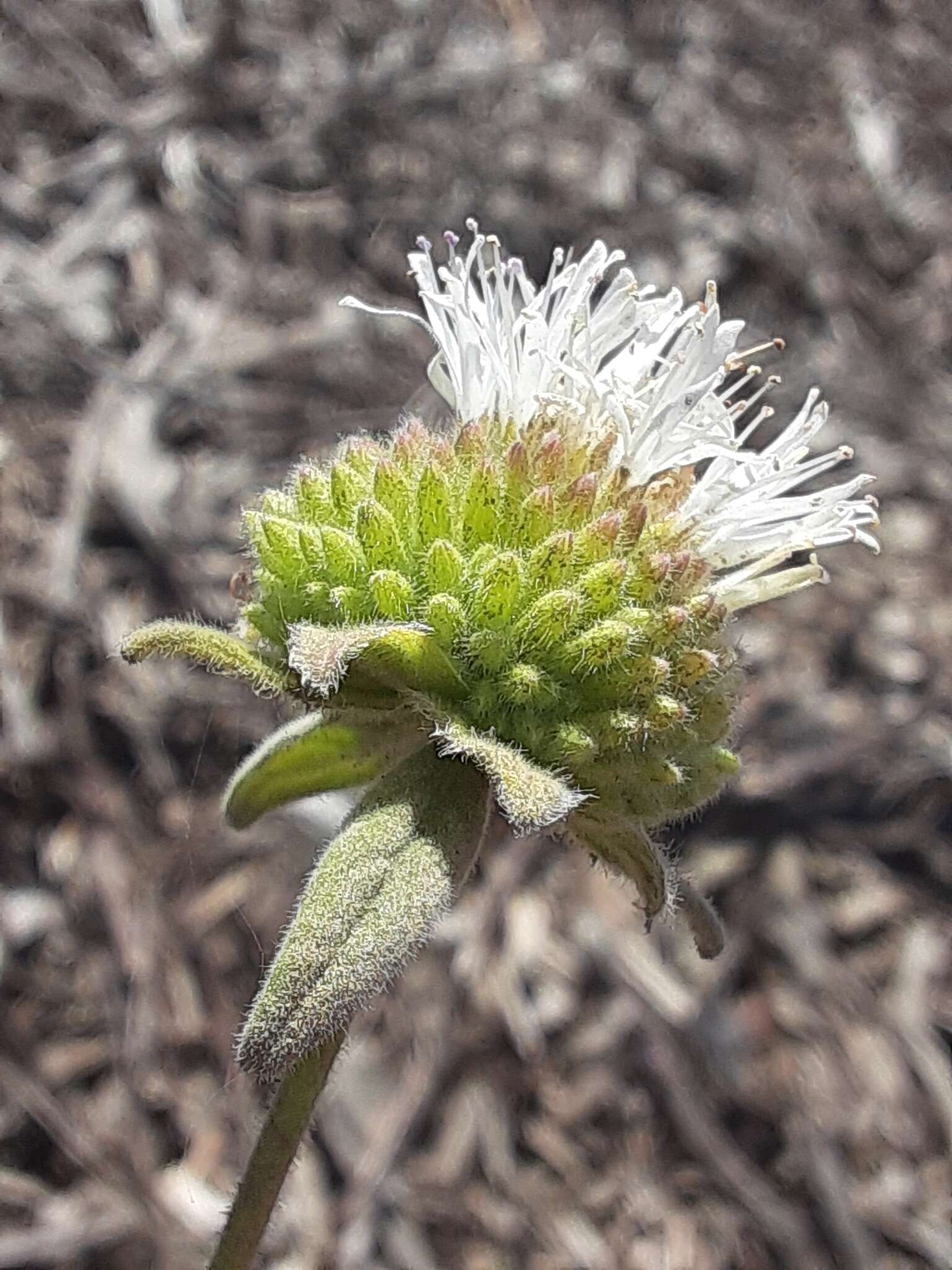 Image of feltleaf monardella