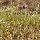 Teucrium sessiliflorum Benth. resmi