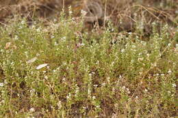 Image of Teucrium sessiliflorum Benth.