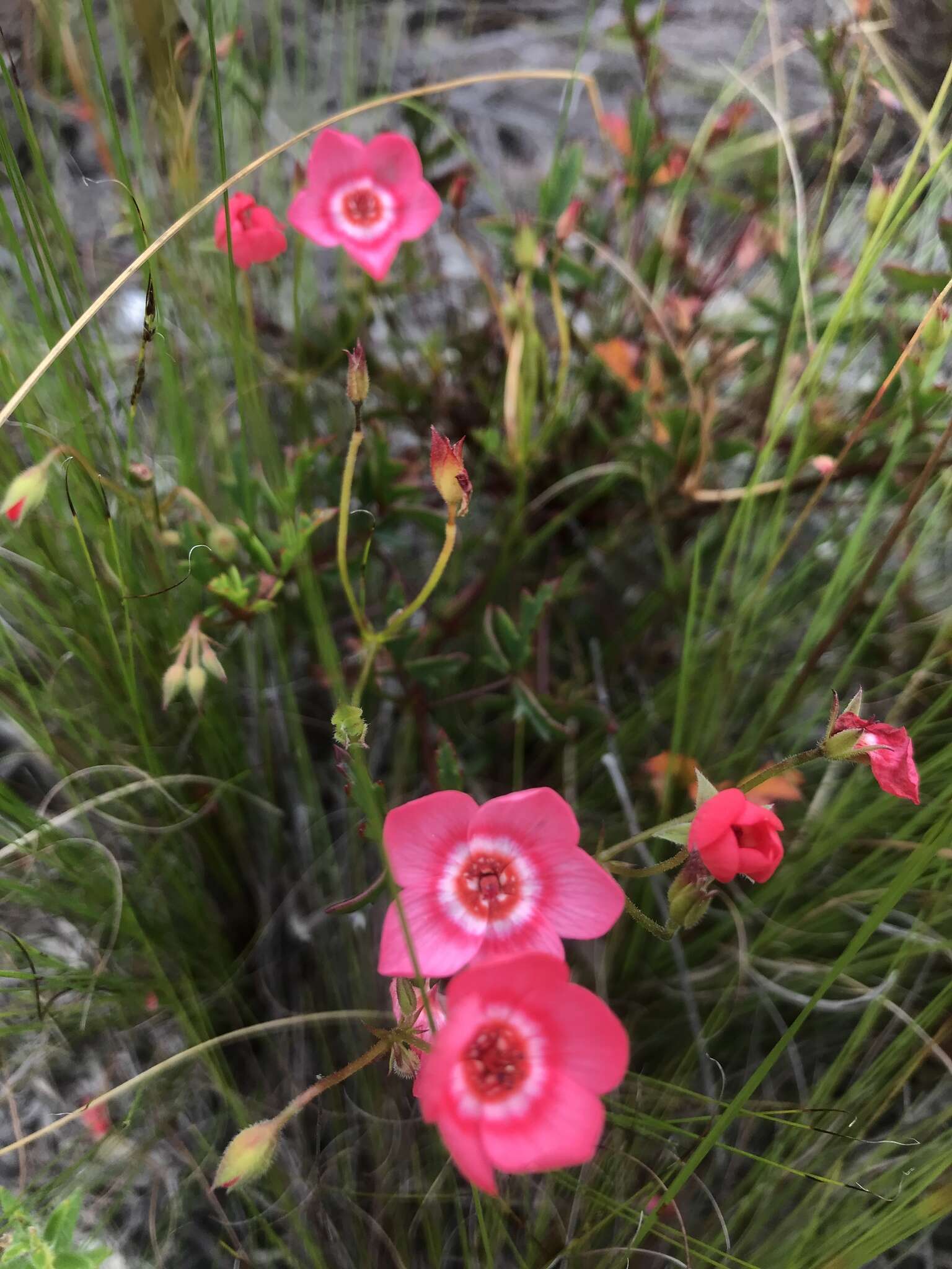 Image of Pelargonium incarnatum (L.) Moench