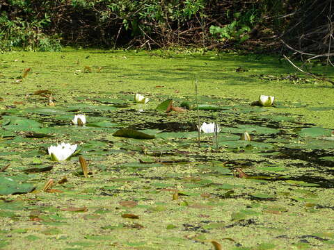 Image of Nymphaea candida C. Presl