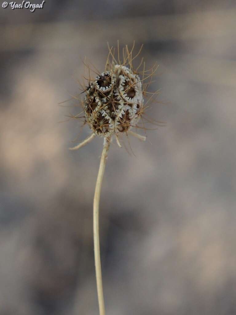 Image of Sixalix arenaria (Forsk.) W. Greuter & Burdet