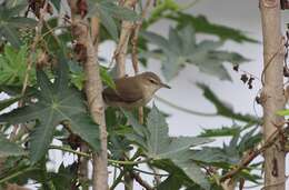 Image of Blyth's Reed Warbler