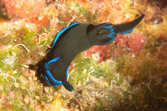 Image of Morose black and blue slug