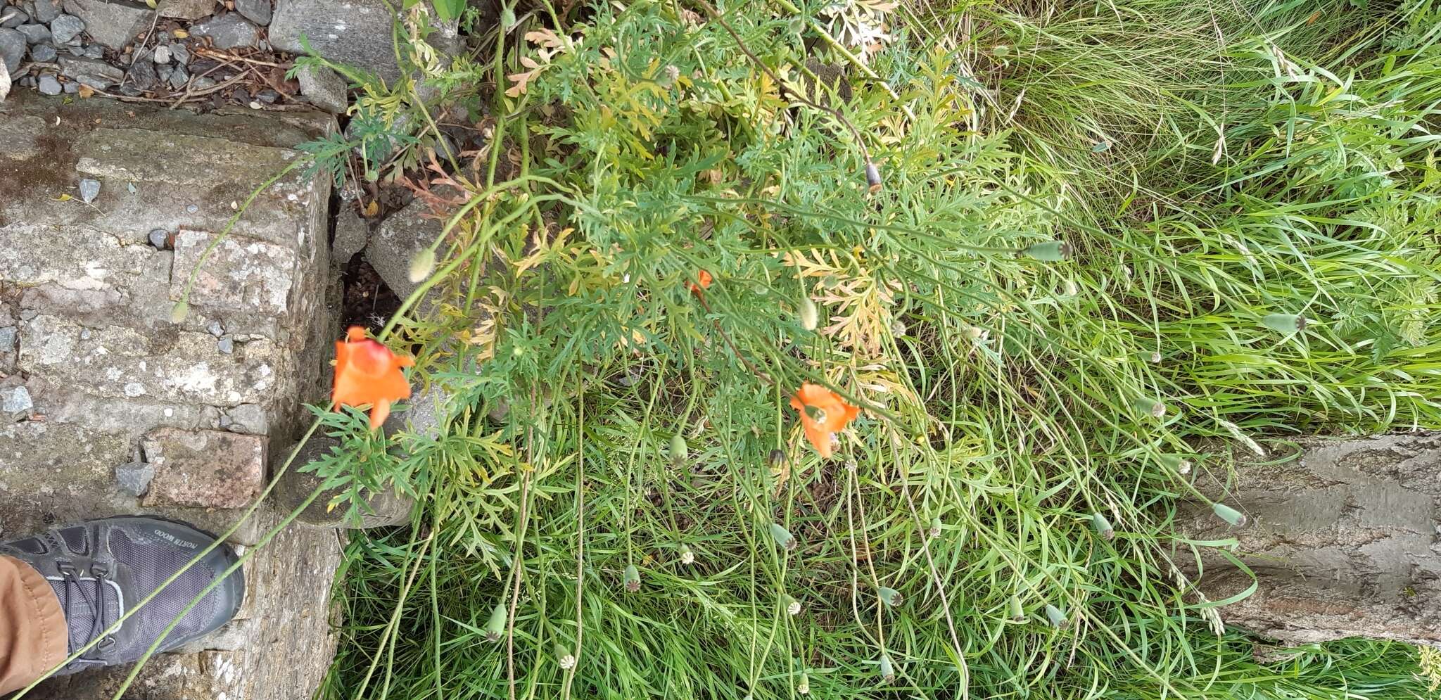 Image of Papaver lecoqii La Motte