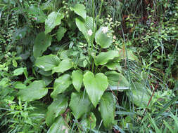 Imagem de Hosta sieboldiana (Hook.) Engl.