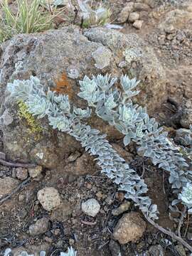 Image of <i>Acmispon argophyllus</i> var. <i>niveus</i>