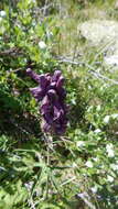Image of Aconitum leucostomum Vorosh.