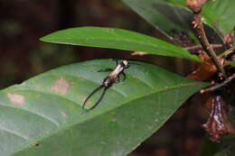 Image of Paratimomenus flavocapitata (Shiraki 1905)