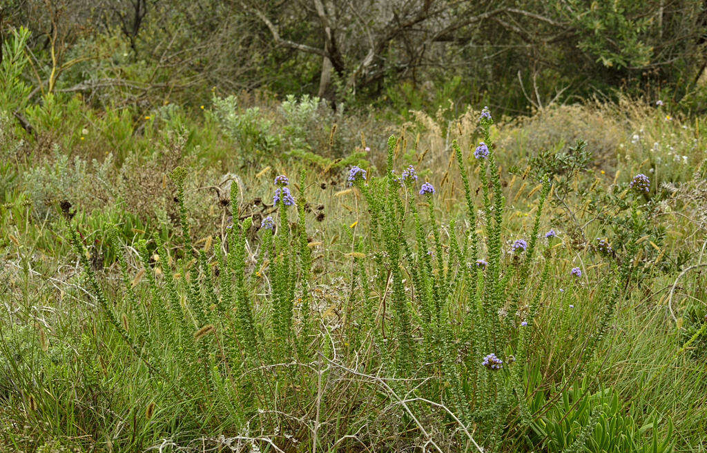 Image of Selago rotundifolia L. fil.