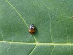 Image of Coccinella hieroglyphica kirbyi Crotch 1874