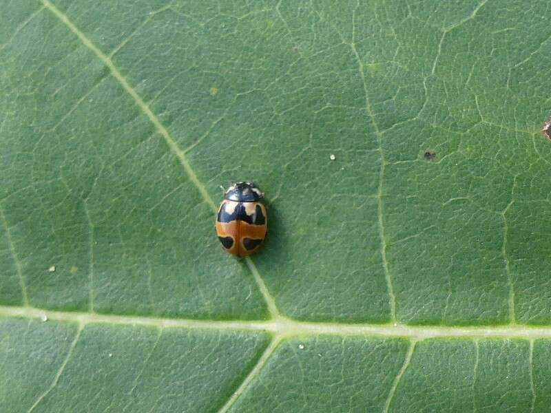 Image of Coccinella hieroglyphica kirbyi Crotch 1874