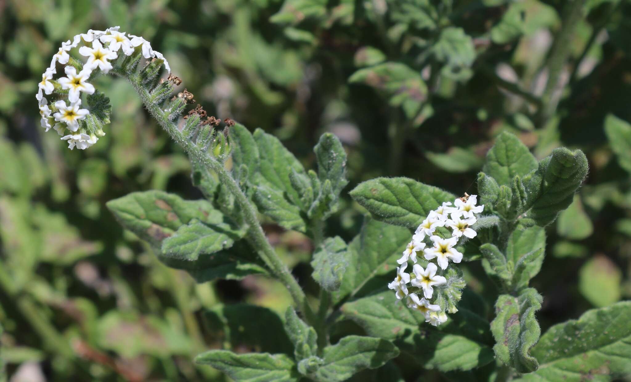 Image of Common veld heliotrope