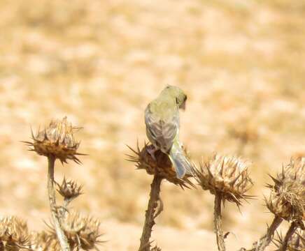 Chloris chloris voousi (Roselaar 1993)的图像