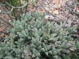 Image of Corpuscularia lehmannii (Eckl. & Zeyh.) Schwant.