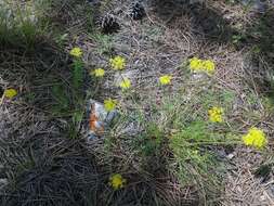 Image of slender wildparsley